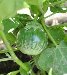 Small, Striped Green Specialty Eggplant